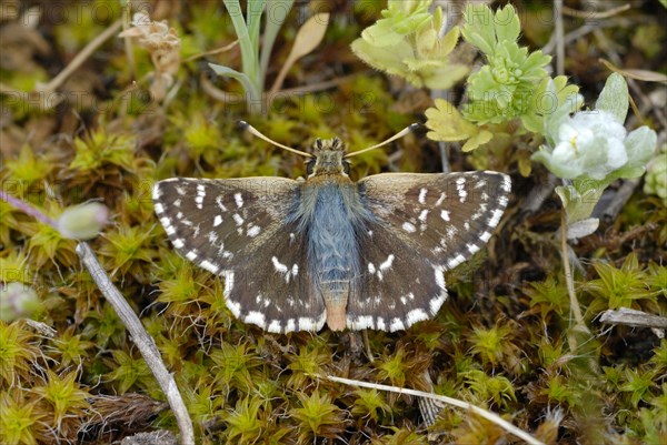 Red Underwing Skipper