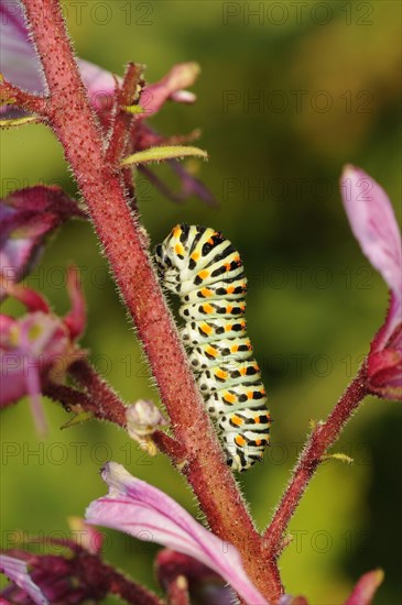 Common swallowtail