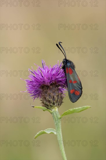 Six-spot Burnet