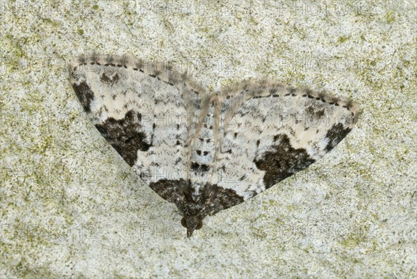 Garden Carpet