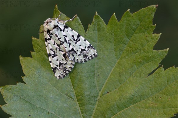 Scarce merveille du jour