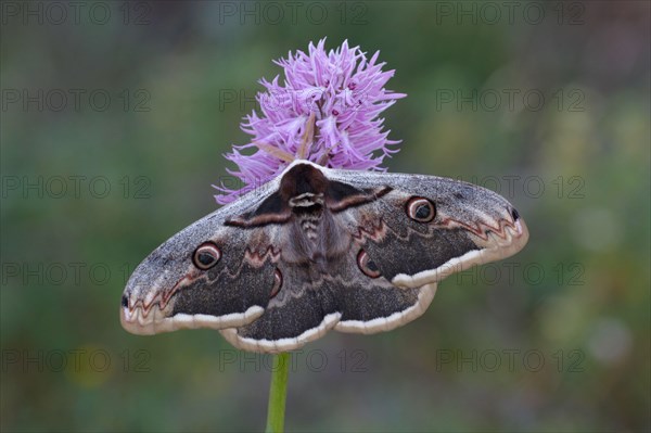 Great Peacock