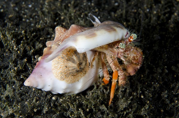 Anemone hermit crab