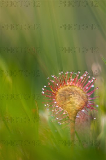 Round-leaved Sundew