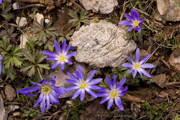 Grecian windflower