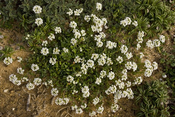 Beach silverweed