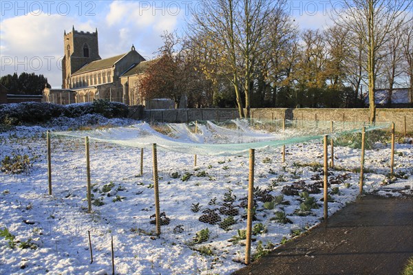 Brassicas under netting in snow covered village allotments