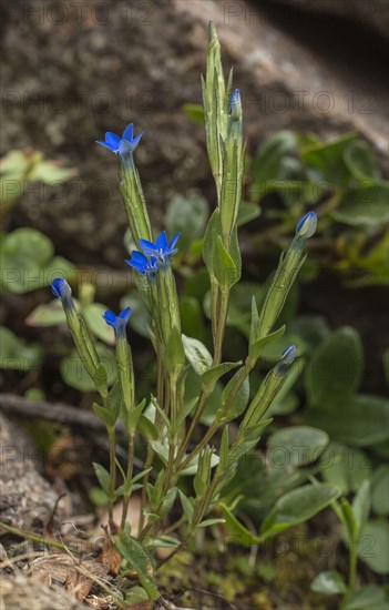 Snow gentian
