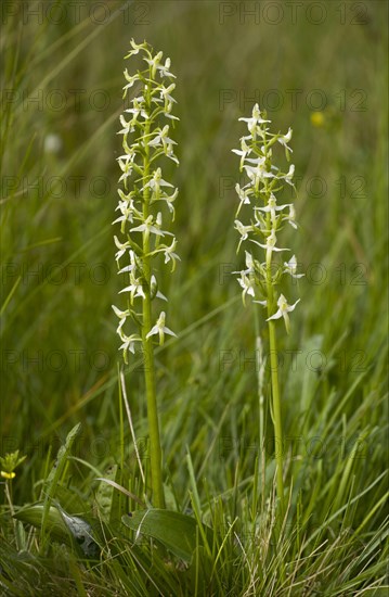 Small lesser butterfly-orchid