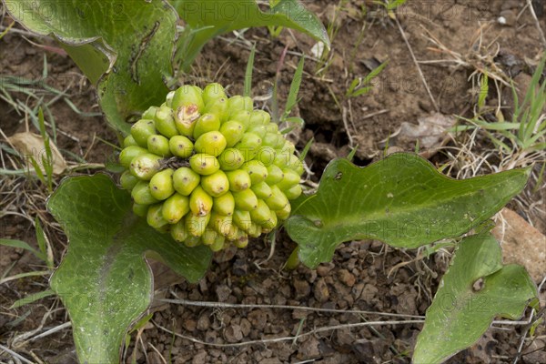 Seeds and fruits of arum