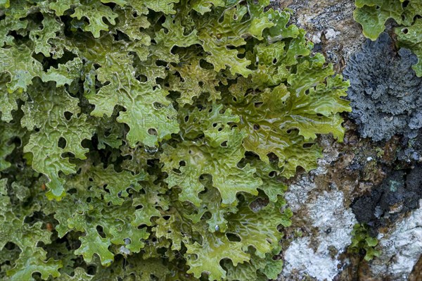 Lungwort