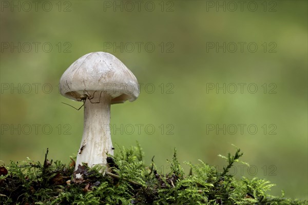 Clouded Agaric