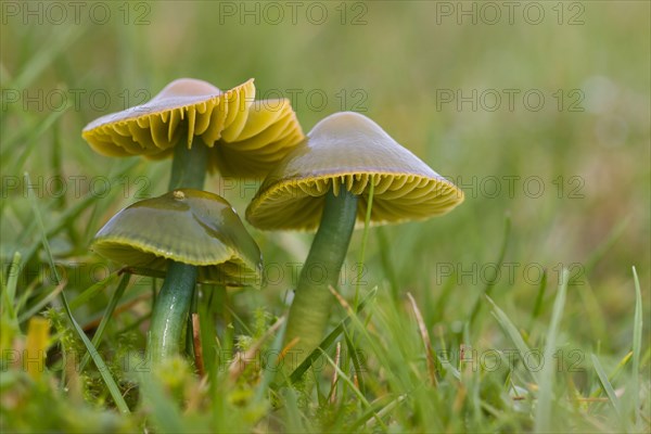 Parrot Waxcap