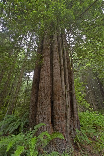 Coastal redwood