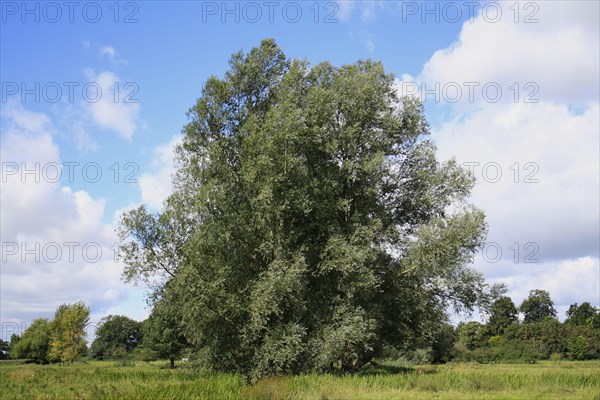 White Willow