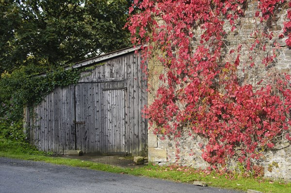 Autumn colouring of the leaves of Virginia virginia creeper