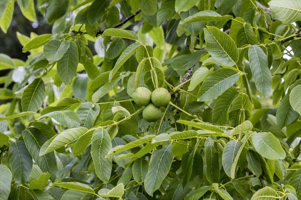 Black walnut