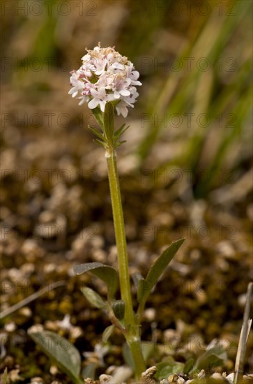 Marsh Valerian