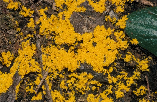 Dog vomit slime mold