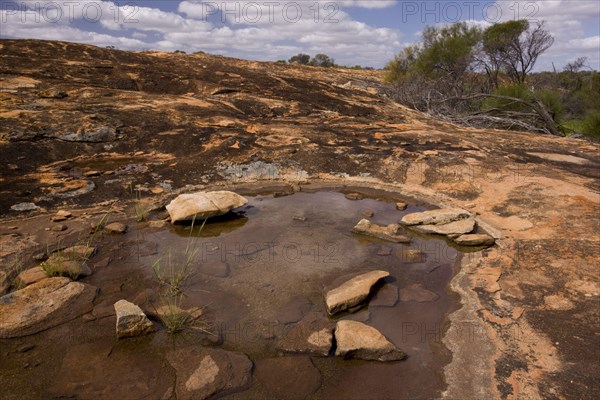 Temporary pool on granite rocks in a semi-desert habitat