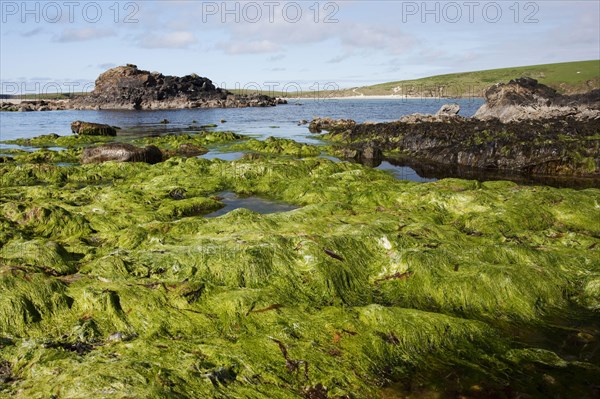 Rocky coast with rock pools at low tide