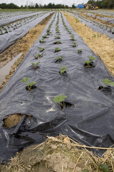 Young Elsanta strawberry plants