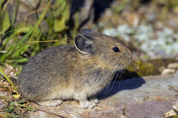 American pika