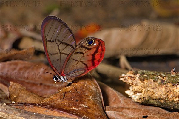 Glass-winged butterfly