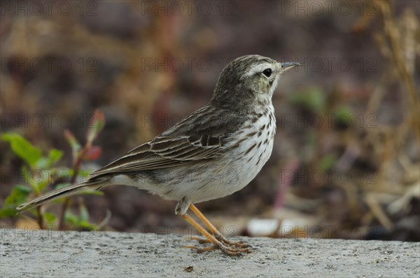 (Anthus berthelotii)