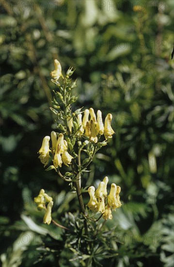 Monkshood