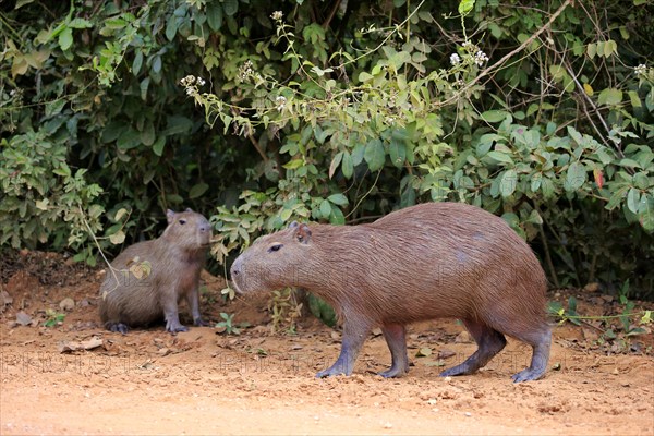 Capybara