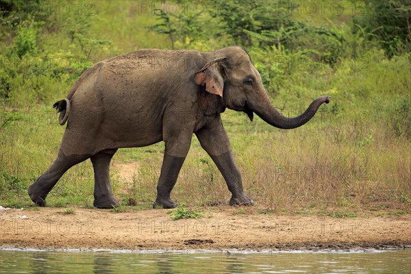 Sri lankan elephant