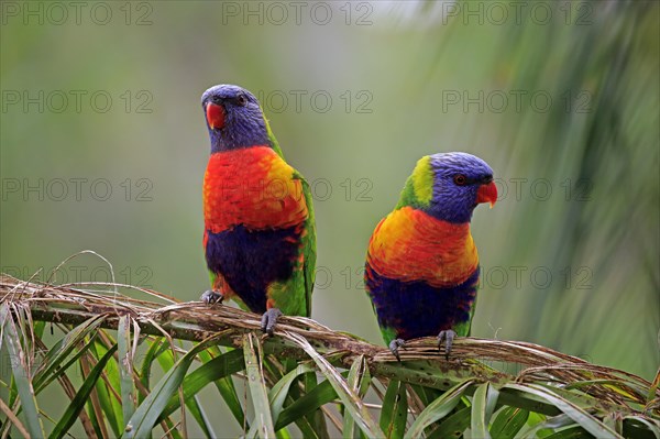 Coconut lorikeet