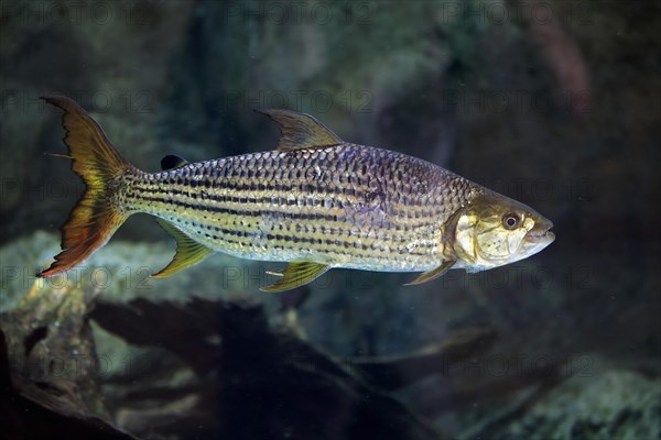 African arowana