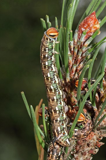 Pine Hawk Moth