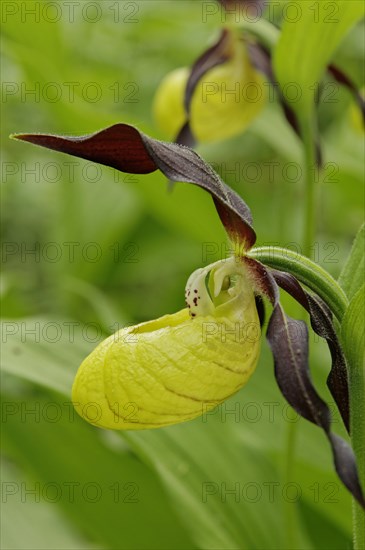 Yellow lady's slipper