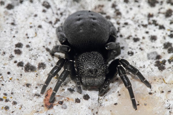 Ladybird spider