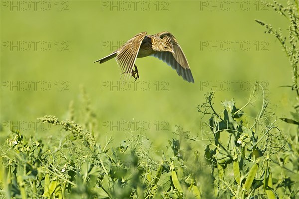 Skylark