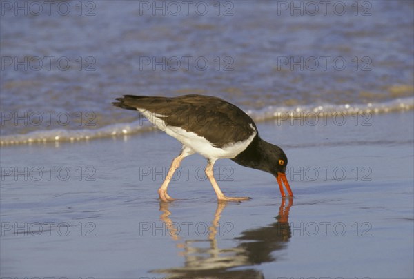 American oystercatcher