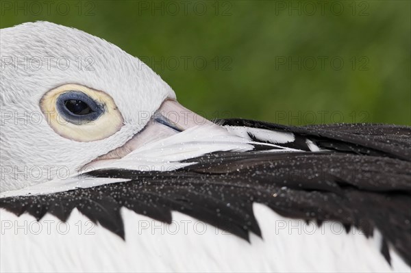 Australian australian pelican