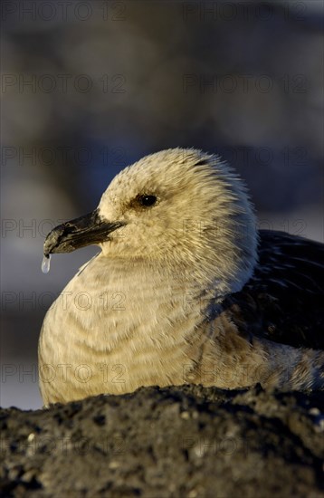 Stercorarius antarctica