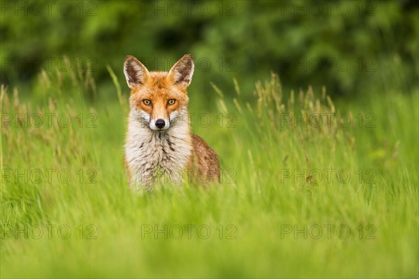 Red fox