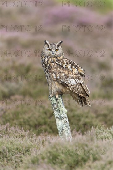 Eurasian eagle-owl