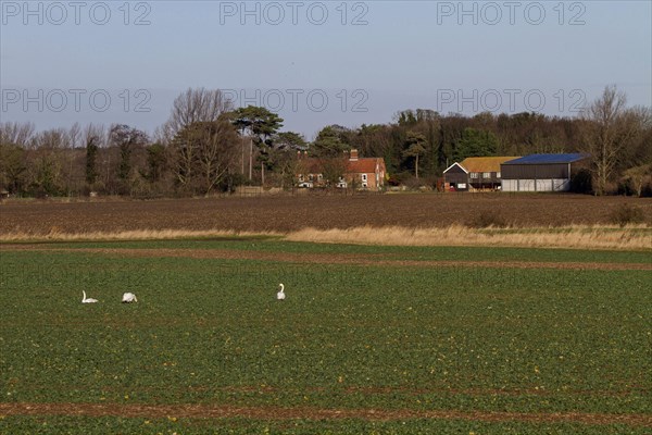 Mute Swan