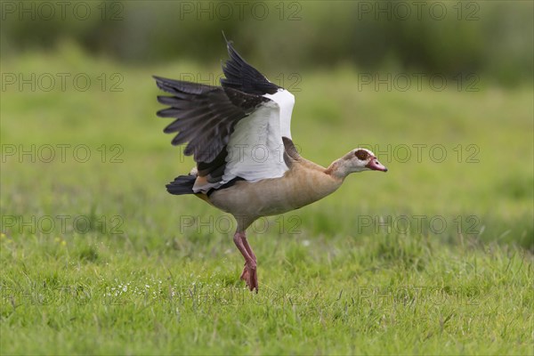 Egyptian Goose