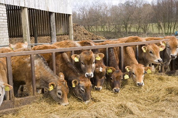 Domestic cattle