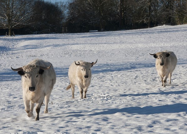 Domestic Cattle