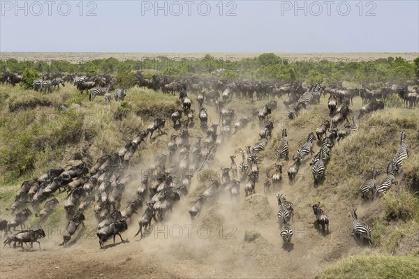 Western blue wildebeest