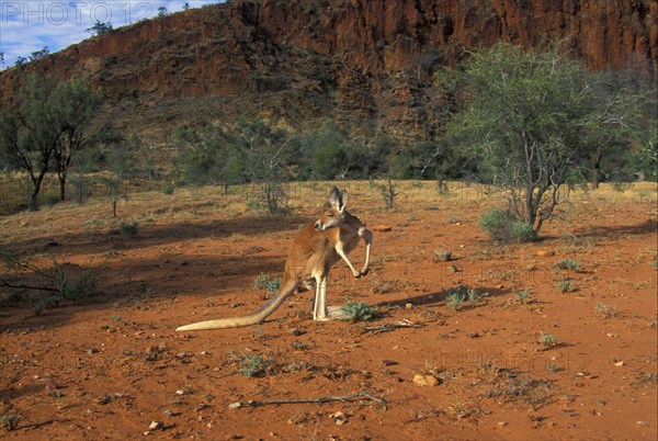 Red kangaroo