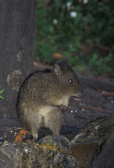 Rabbit kangaroo